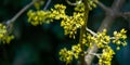 Lyric twig cornelian cherry with yellow flowers on grey blurred with bokeh background. Soft selective macro focus Cornus mas Royalty Free Stock Photo