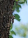 Lyristes Plebejus - Common Cicada