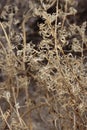 Chylismia Claviformis Peirsonii - Borrego Valley Desert - 121923