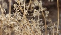 Chylismia Claviformis Peirsonii - Borrego Valley Desert - 121923
