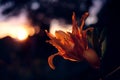 Lys flower at sunset Royalty Free Stock Photo
