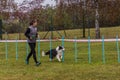 LYSA NAD LABEM, CZECH REPUBLIC - SEPTEMBER 28, 2020: Dog and a handler at weave poles during agility competition in Lysa Royalty Free Stock Photo