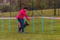 LYSA NAD LABEM, CZECH REPUBLIC - SEPTEMBER 28, 2020: Dog and a handler at weave poles during agility competition in Lysa Royalty Free Stock Photo