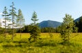 Lysak raised bog in Gorgany region of Carpathian Mountains