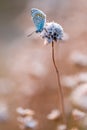 Lysandra Lellargus butterfly Royalty Free Stock Photo