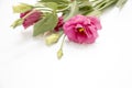 Lysianthus flower on white background Royalty Free Stock Photo