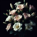 Lysianthus isolated on black background. Flowers and plants in spring. AI generated Royalty Free Stock Photo