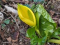 Lysichiton americanus, growing plant in the swamp Western skunk cabbage Royalty Free Stock Photo