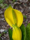 Lysichiton americanus, growing plant in the swamp Western skunk cabbage Royalty Free Stock Photo