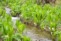 Lysichiton camtschatcense (L.) Schott Royalty Free Stock Photo