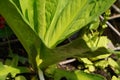 Lysichiton camtschatcensis, Asian skunk-cabbage,spring freshness Royalty Free Stock Photo