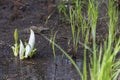 Lysichiton camtschatcensis, common name Asian skunk cabbage, Royalty Free Stock Photo