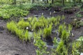 Lysichiton camtschatcensis, common name Asian skunk cabbage, Royalty Free Stock Photo