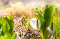 Lysichiton of Kamchatka, Lysichiton camtschatcensis, during flowering Royalty Free Stock Photo