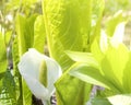 Lysichiton of Kamchatka, Lysichiton camtschatcensis, during flowering Royalty Free Stock Photo