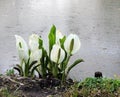 Lysichiton of Kamchatka, Lysichiton camtschatcensis, during flowering Royalty Free Stock Photo