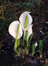 Lysichiton of Kamchatka, Lysichiton camtschatcensis, during flowering Royalty Free Stock Photo