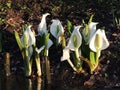 Lysichiton of Kamchatka, Lysichiton camtschatcensis, during flowering Royalty Free Stock Photo