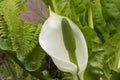 Close up LYSICHITON x hortensis white flower spadix and spathe Royalty Free Stock Photo