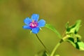 Lysimachia arvensis, commonly known as scarlet pimpernel flower , flora Iran Royalty Free Stock Photo