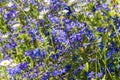 Lysimachia foemina is commonly known as blue pimpernel or poor man`s weatherglass, and was formerly called Anagallis foemina. It