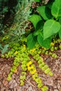 Lysimachia nummularia Aurea creeping jenny moneywort blooming Royalty Free Stock Photo