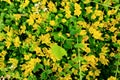 Lysimachia Nummularia