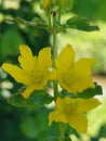 Lysimachia nummularia