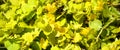 Lysimachia nummularia Royalty Free Stock Photo