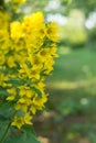 Lysimachia punctata or Garden Loosestrife. Flowering plant with yellow flowers. Gardening.