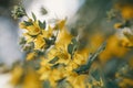 Lysimachia vulgaris flower, the garden loosestrife, yellow loosestrife, or garden yellow loosestrife, blooming in summer