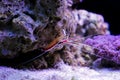 Lysmata amboinensis - saltwater skunk cleaner shrimp