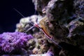 Lysmata amboinensis - saltwater skunk cleaner shrimp