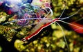 Lysmata amboinensis - saltwater skunk cleaner shrimp