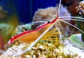 Lysmata amboinensis - saltwater skunk cleaner shrimp