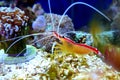 Lysmata amboinensis - saltwater skunk cleaner shrimp