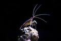 Lysmata amboinensis - saltwater skunk cleaner shrimp