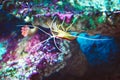 Lysmata amboinensis - yellow and red cleaner shrimp walking upside-down