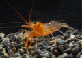 Lysmata seticaudata (Decapoda, Natantia, Hippolytidae), red shrimp from an underwater cave in the Crimea, Tarkhankut