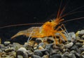 Lysmata seticaudata (Decapoda, Natantia, Hippolytidae), red shrimp from an underwater cave in the Crimea, Tarkhankut