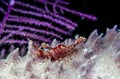 Lysmata wurdemanni, peppermint shrimp