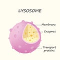 Anatomy of the Lysosome: Hydrolytic enzymes, Membrane and transport proteins vector illustration Royalty Free Stock Photo