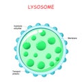 Lysosome anatomy Royalty Free Stock Photo