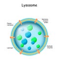 Lysosome Anatomy