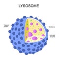 Lysosome anatomy. structure of organelle Royalty Free Stock Photo