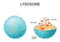 Lysosome. appearance, exterior and interior view. Cross section and Anatomy of the Lysosome Royalty Free Stock Photo