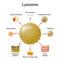 Lysosome Function. multitask lysosome. intracellular digestion Royalty Free Stock Photo