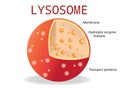Lysosome Hydrolytic enzymes, Membrane and transport proteins, Royalty Free Stock Photo