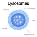 Lysosomes are organelles. Lysosomes in cell in organismÃ Â¹Æ Royalty Free Stock Photo