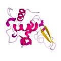Native human lysozyme, 3D cartoon model Royalty Free Stock Photo